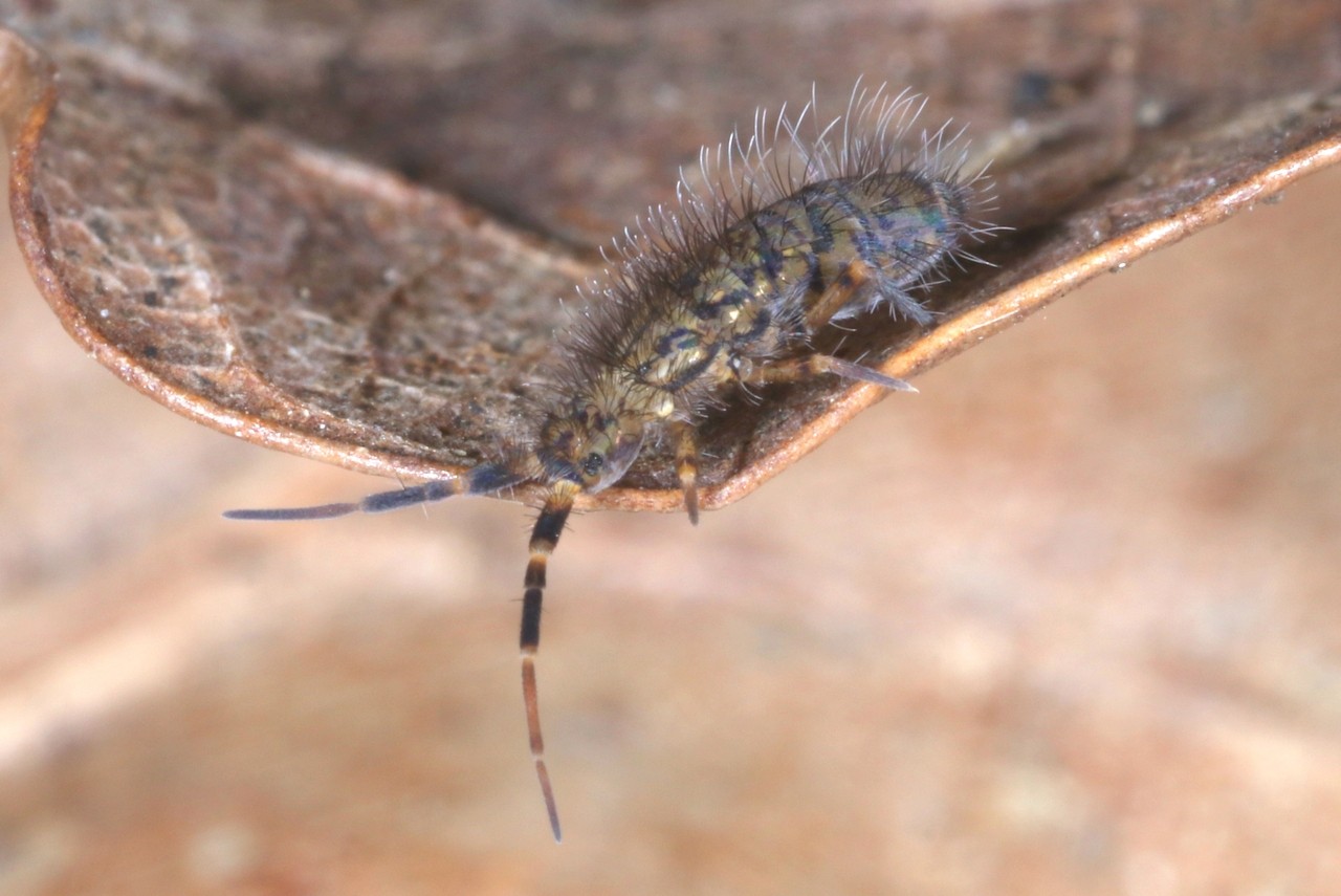 Orchesella villosa (Geoffroy, 1762)