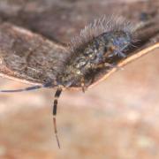 Orchesella villosa (Geoffroy, 1762)