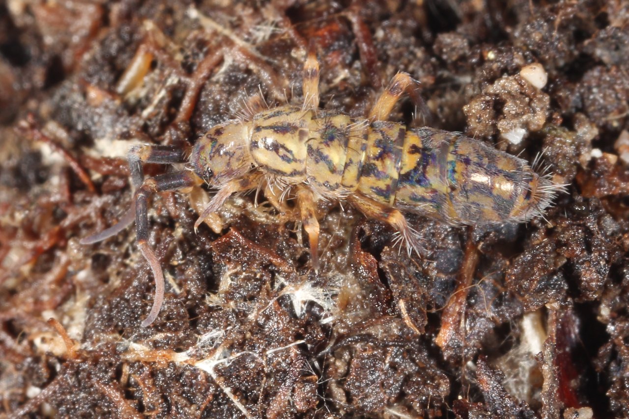 Orchesella villosa (Geoffroy, 1762) 