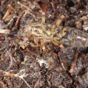 Orchesella villosa (Geoffroy, 1762) 