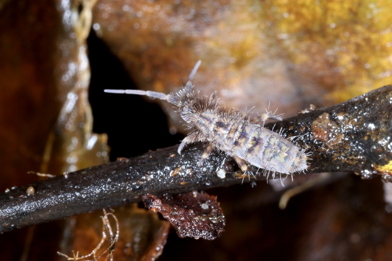 Orchesella villosa (Geoffroy, 1762)