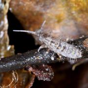 Orchesella villosa (Geoffroy, 1762)