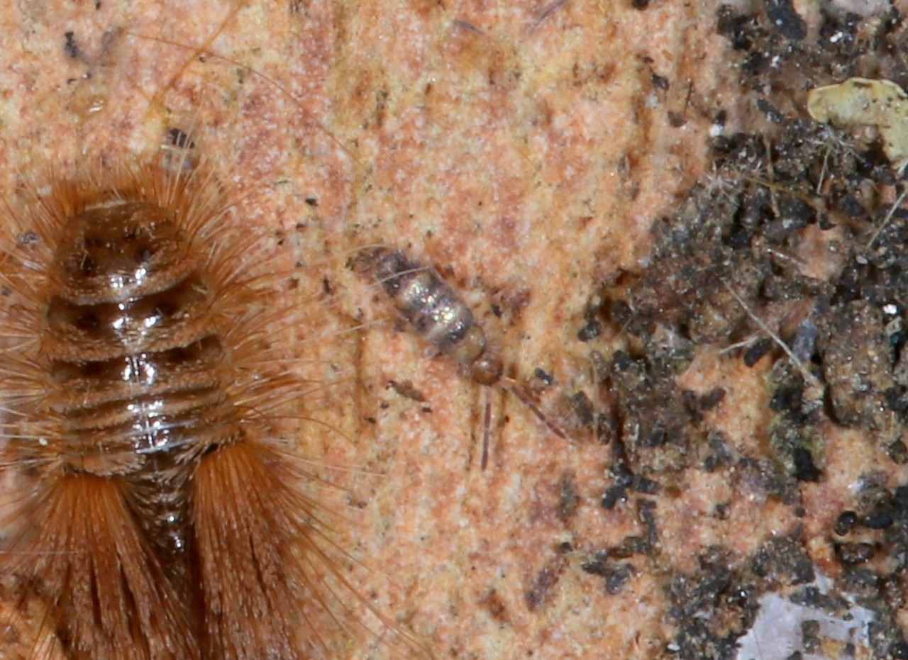 Willowsia platani (Nicolet, 1842)