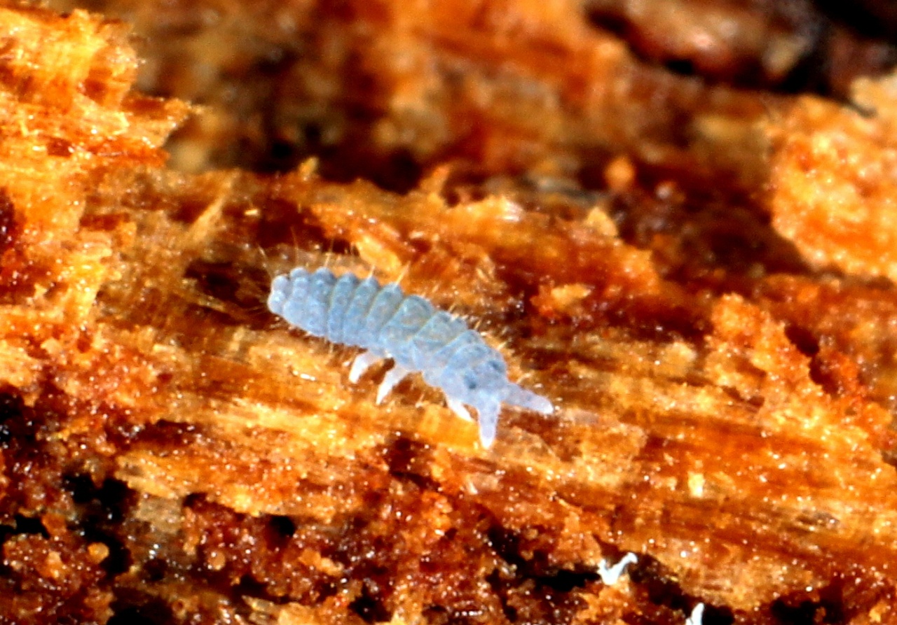 Neanura muscorum (Templeton, 1835)