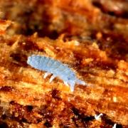 Neanura muscorum (Templeton, 1835)