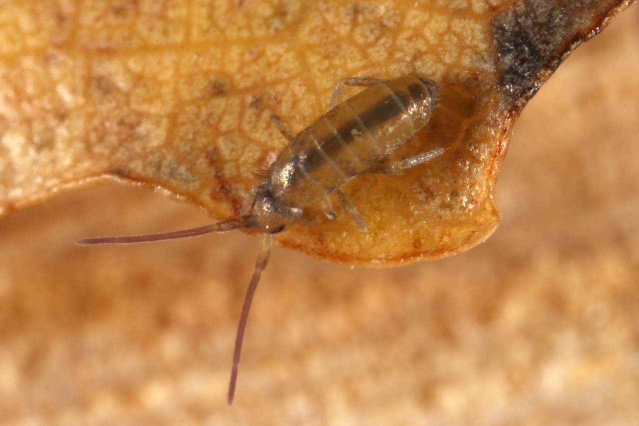 Tomocerus minor (Lubbock, 1862) 