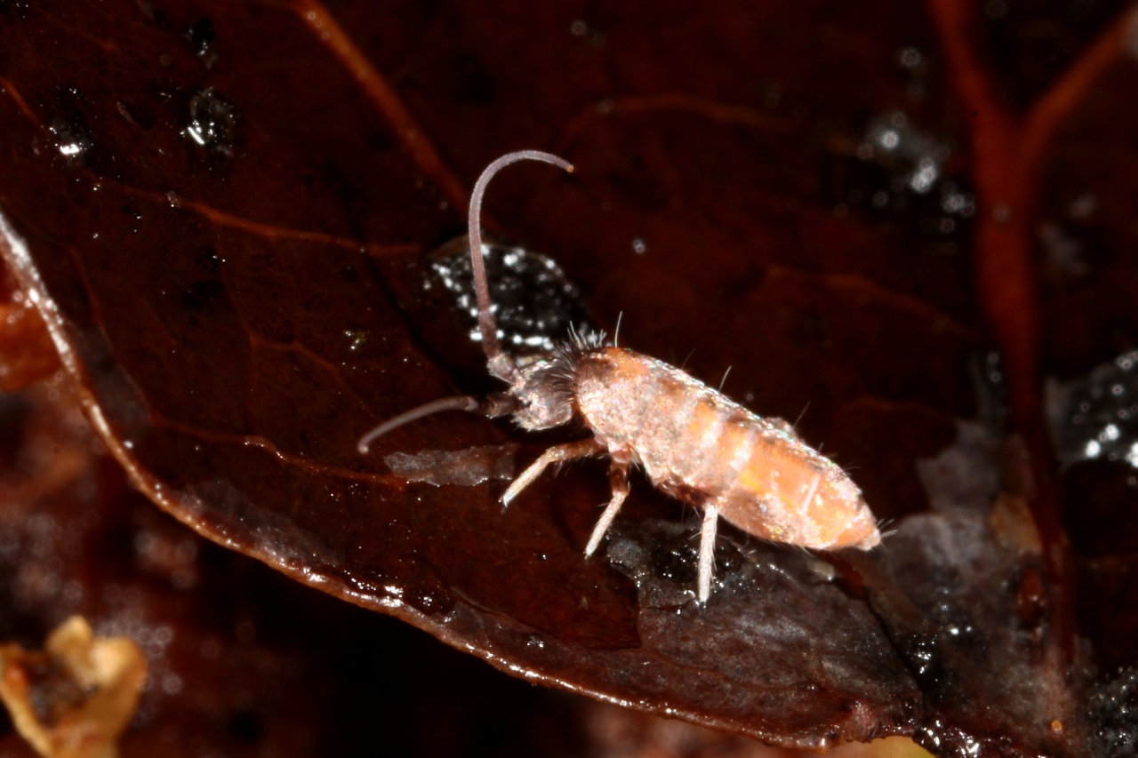 Tomocerus minor (Lubbock, 1862) 