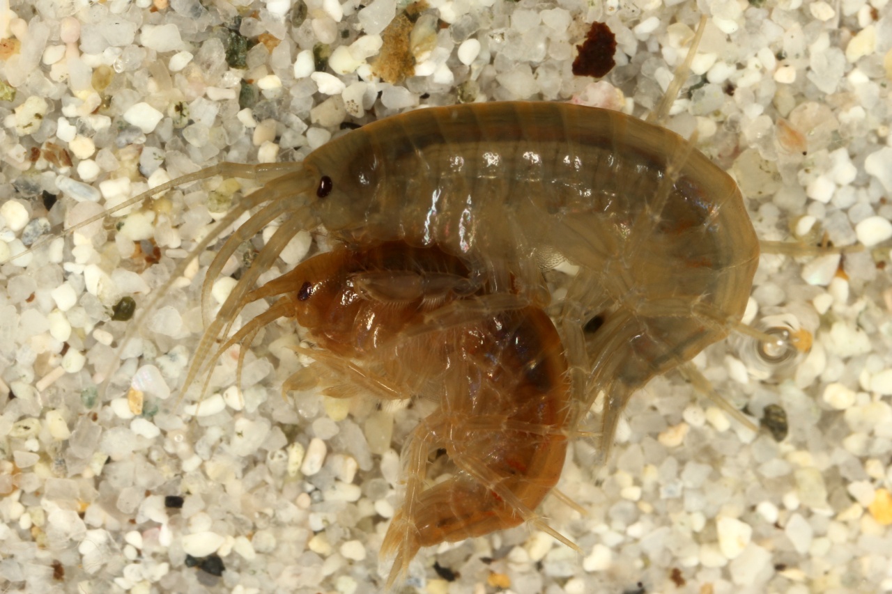 Gammarus pulex (Linnaeus, 1758) - Crevette d'eau douce