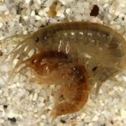 Gammarus pulex (Linnaeus, 1758) - Crevette d'eau douce