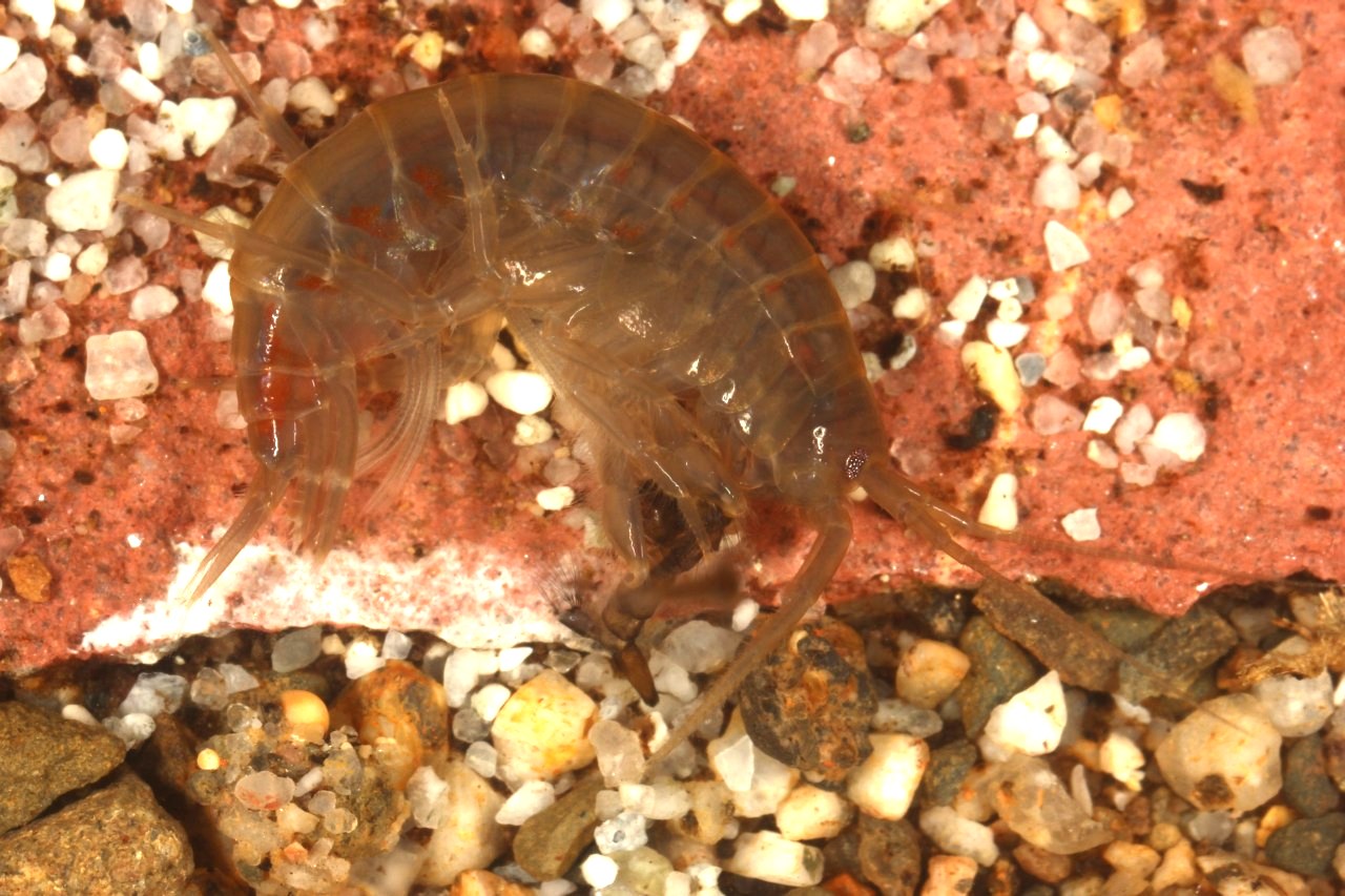 Gammarus pulex (Linnaeus, 1758) - Crevette d'eau douce