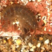 Gammarus pulex (Linnaeus, 1758) - Crevette d'eau douce