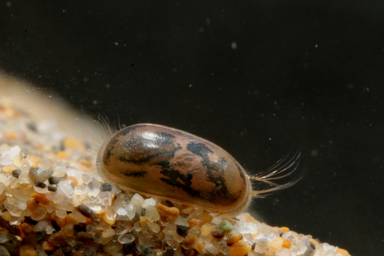 Ostracodes