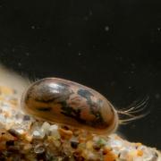 Ostracodes