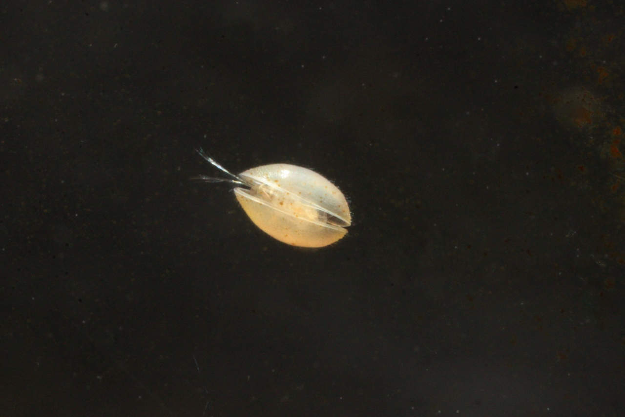 Ostracodes