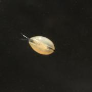 Ostracodes