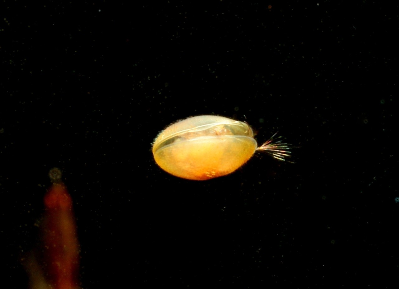 Ostracodes