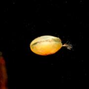 Ostracodes