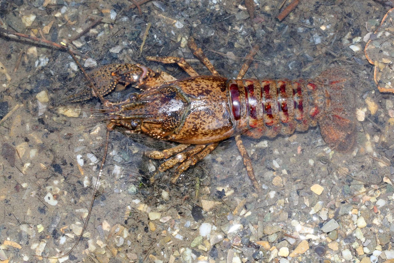 Faxonius limosus (Rafinesque, 1817) - Ecrevisse américaine (femelle)