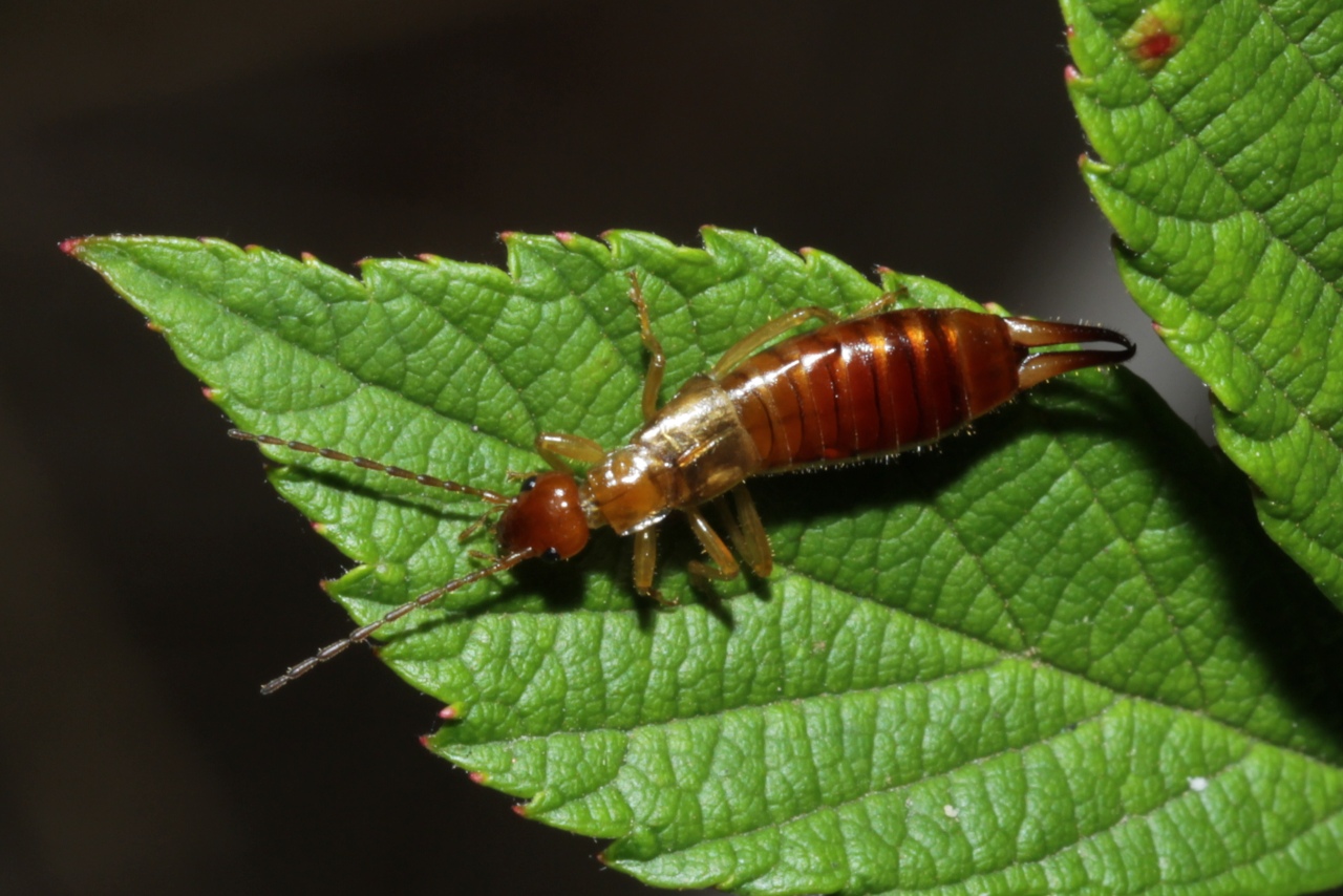 Apterygida albipennis Megerle de Muehlfeld in Charpentier, 1825 (femelle)