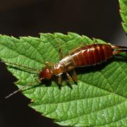 Apterygida albipennis Megerle de Muehlfeld in Charpentier, 1825 (femelle)