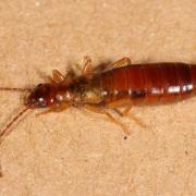 Apterygida media (Hagenbach, 1822) (femelle)