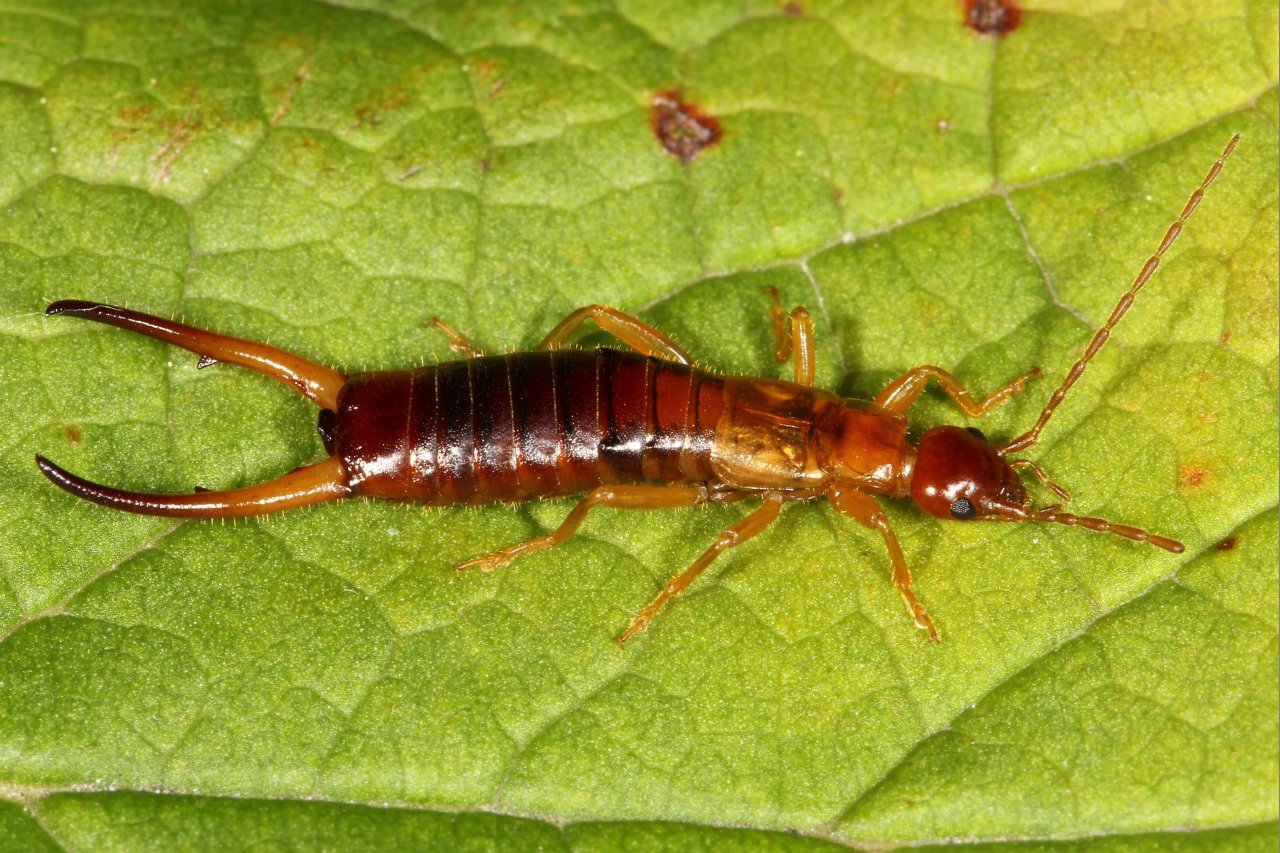 Apterygida albipennis Megerle de Muehlfeld in Charpentier, 1825 (mâle)