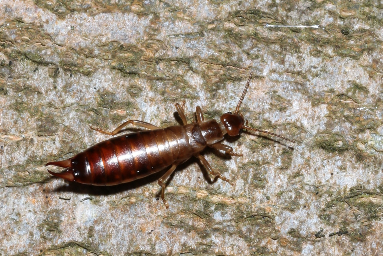 Chelidurella acanthopygia (Géné, 1832) (femelle)