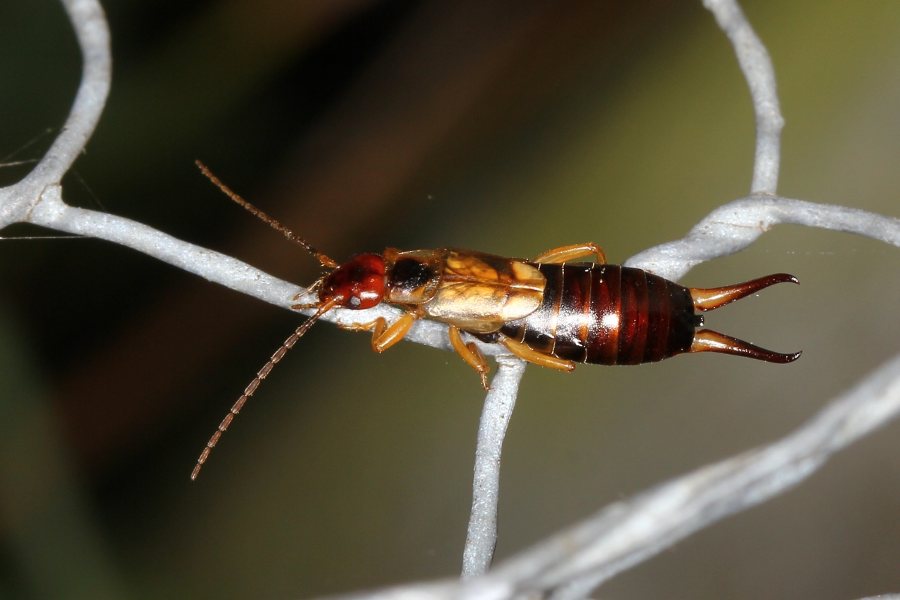 Forficula auricularia Linnaeus, 1758 - Forficule, Perce-oreille (femelle)