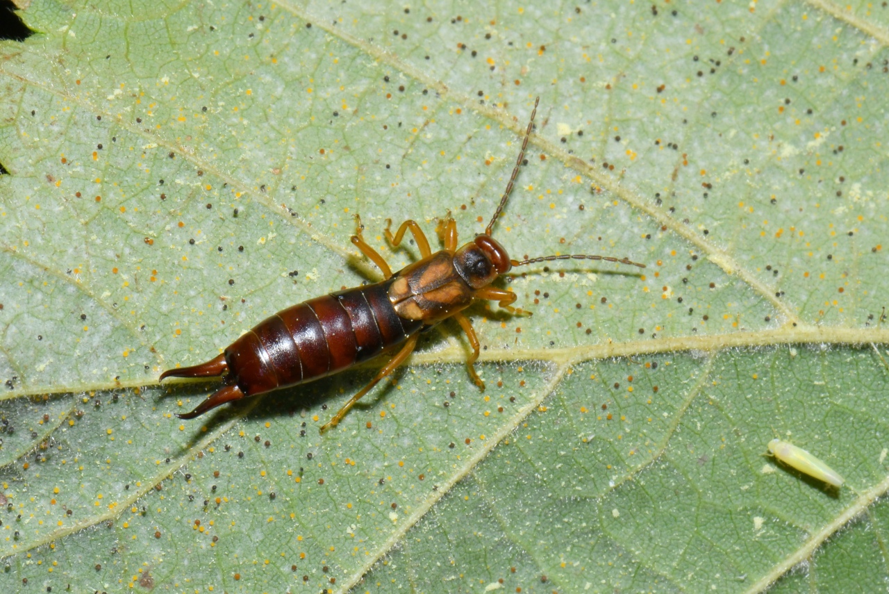 Forficula auricularia Linnaeus, 1758 - Forficule, Perce-oreille (femelle)