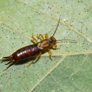 Forficula auricularia Linnaeus, 1758 - Forficule, Perce-oreille (femelle)