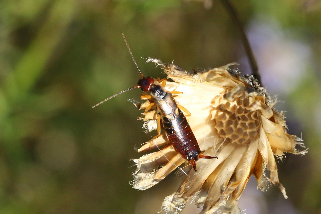 Forficula auricularia Linnaeus, 1758 - Forficule, Perce-oreille (femelle)