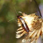 Forficula auricularia Linnaeus, 1758 - Forficule, Perce-oreille (femelle)