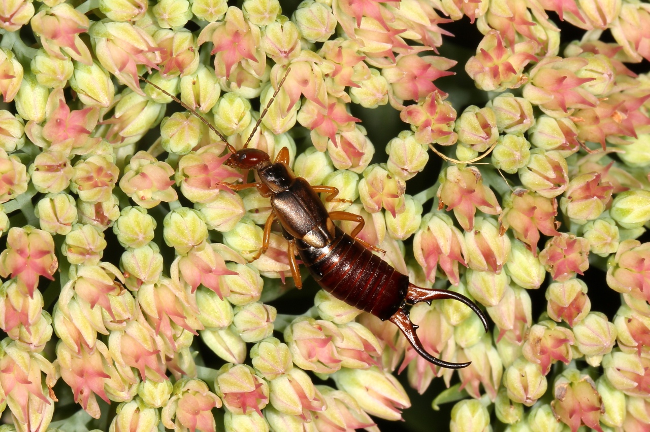 Forficula auricularia Linnaeus, 1758 - Forficule, Perce-oreille (mâle)