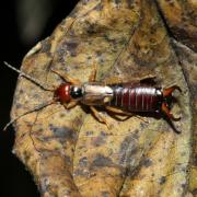 Forficula auricularia Linnaeus, 1758 - Forficule, Perce-oreille (mâle)