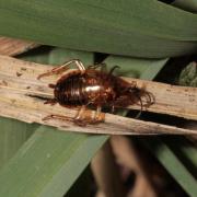 Ectobius sp (Exuvie)