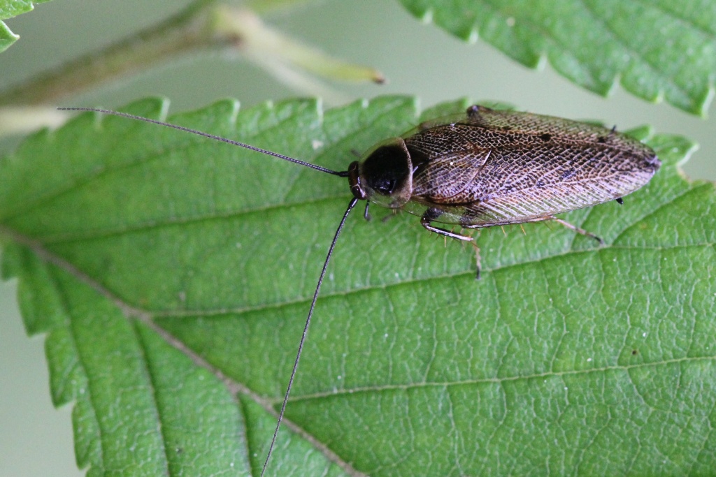 Ectobius lapponicus (Linnaeus, 1758) - Blatte jaune, Blatte du Nord