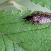 Ectobius lapponicus (Linnaeus, 1758) - Blatte jaune, Blatte du Nord