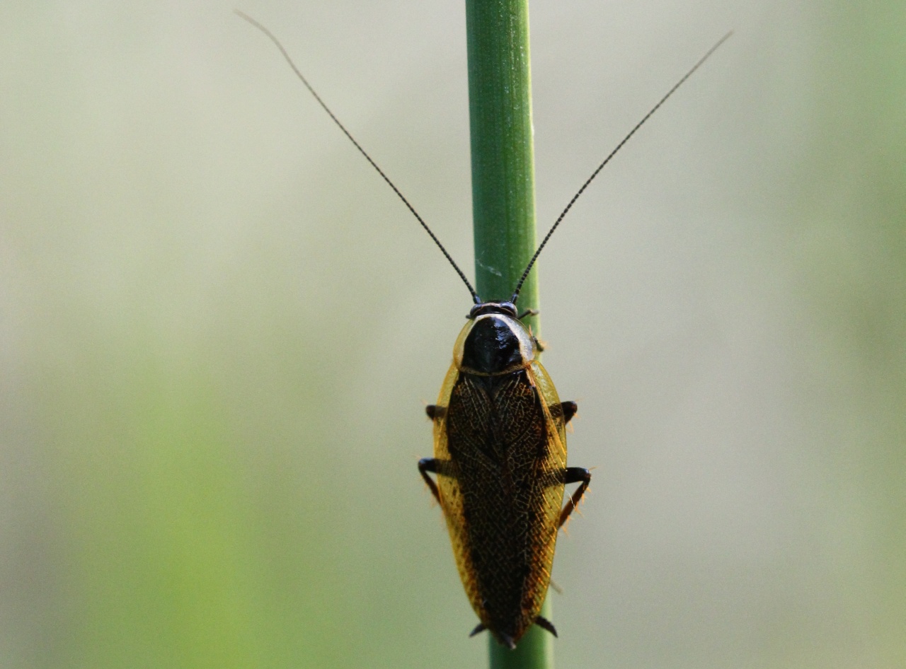 Ectobius sylvestris (Poda, 1761) - Blatte sylvestre