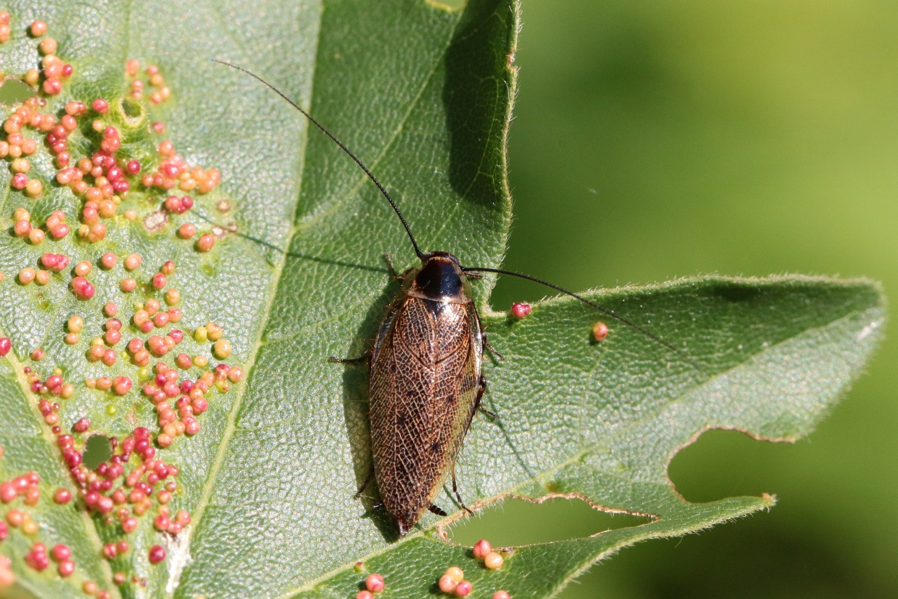 Ectobius lapponicus (Linnaeus, 1758) - Blatte jaune, Blatte du Nord