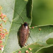 Ectobius lapponicus (Linnaeus, 1758) - Blatte jaune, Blatte du Nord