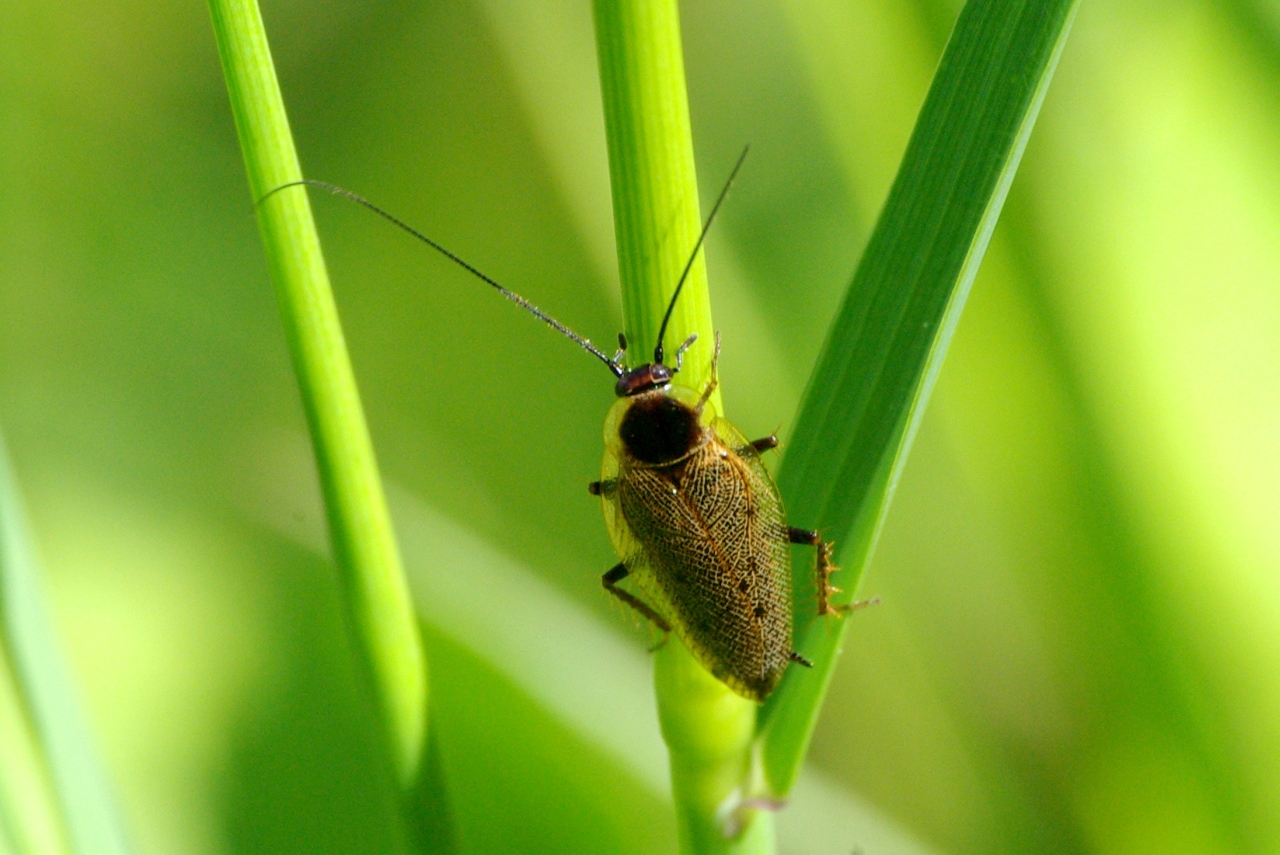 Ectobius lapponicus (Linnaeus, 1758) - Blatte jaune, Blatte du Nord (mâle)