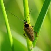 Ectobius lapponicus (Linnaeus, 1758) - Blatte jaune, Blatte du Nord (mâle)