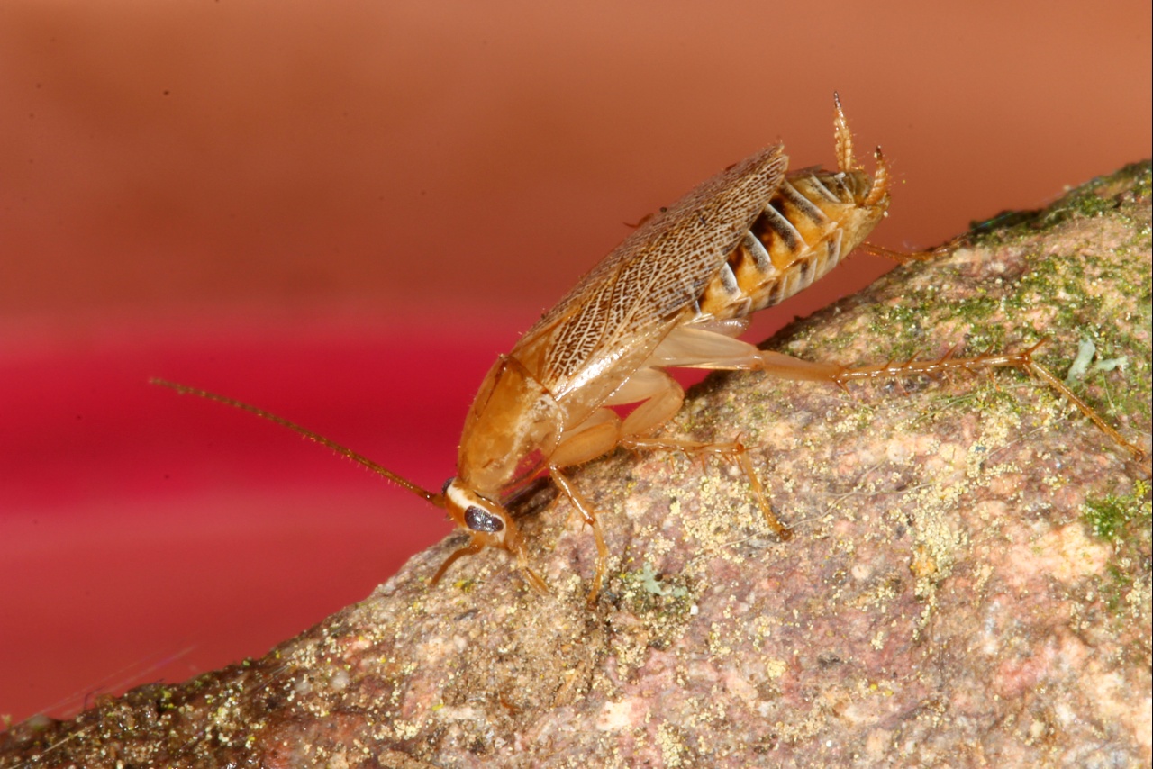 Ectobius pallidus (Olivier, 1789) - Blatte pâle