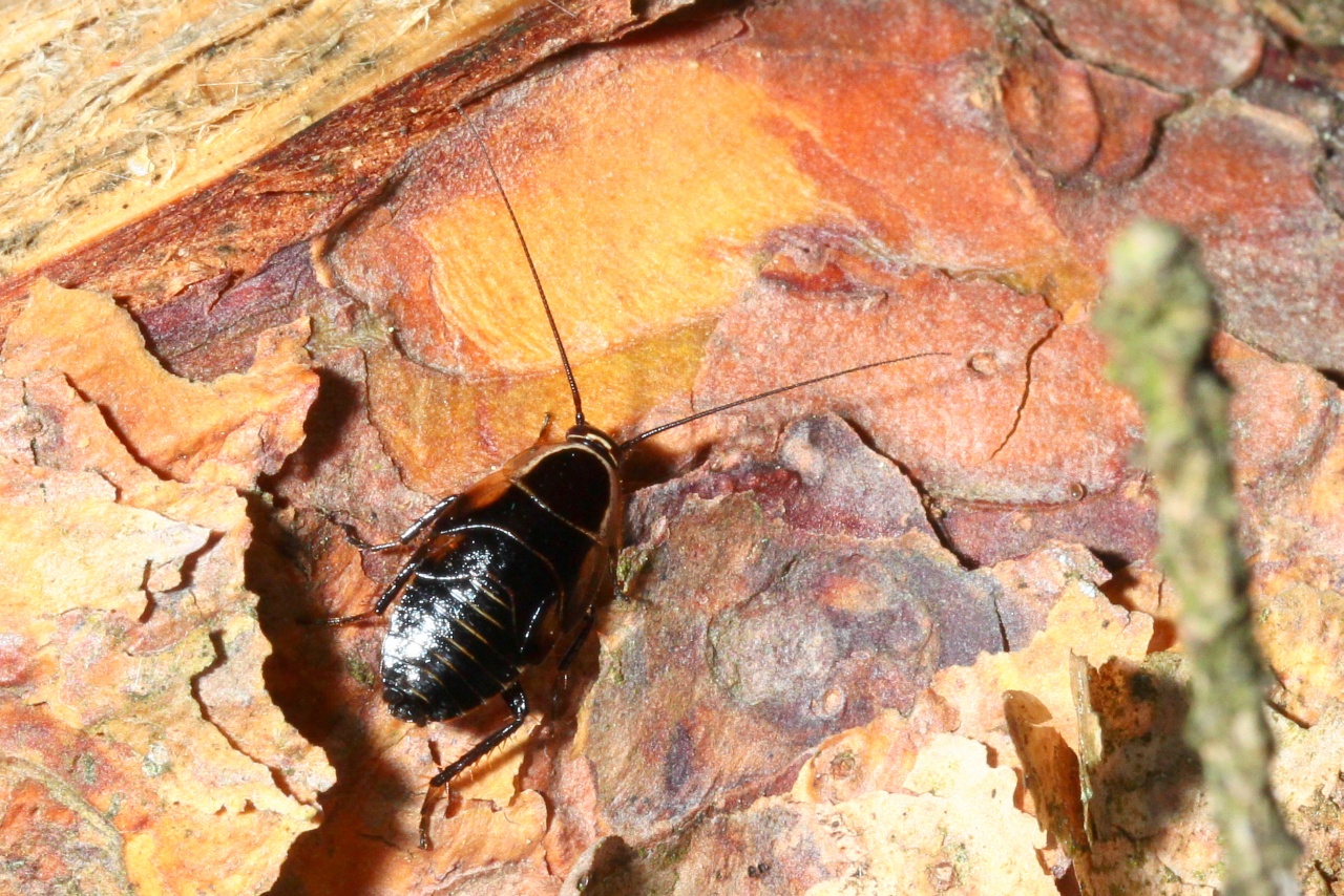 Ectobius sylvestris (Poda, 1761) - Blatte sylvestre (larve)