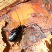 Ectobius sylvestris (Poda, 1761) - Blatte sylvestre (larve)