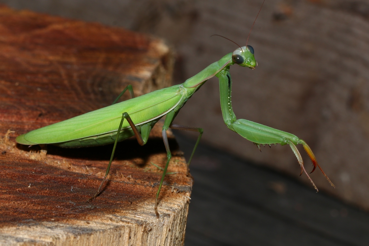 Mantis religiosa (Linnaeus, 1758) - Mante religieuse