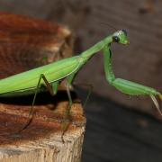 Mantis religiosa (Linnaeus, 1758) - Mante religieuse