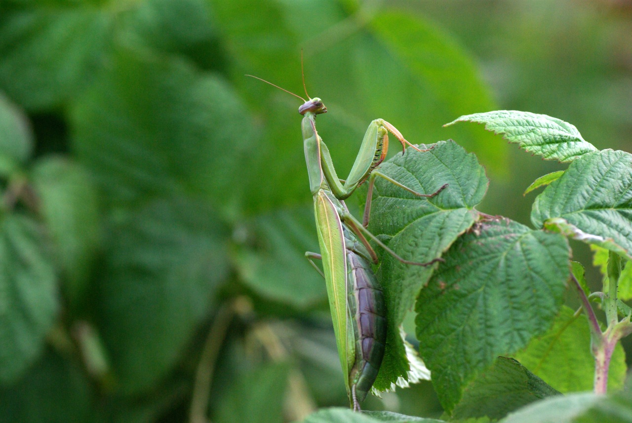 Mantis religiosa (Linnaeus, 1758) - Mante religieuse (femelle)