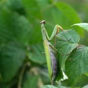 Mantis religiosa (Linnaeus, 1758) - Mante religieuse (femelle)