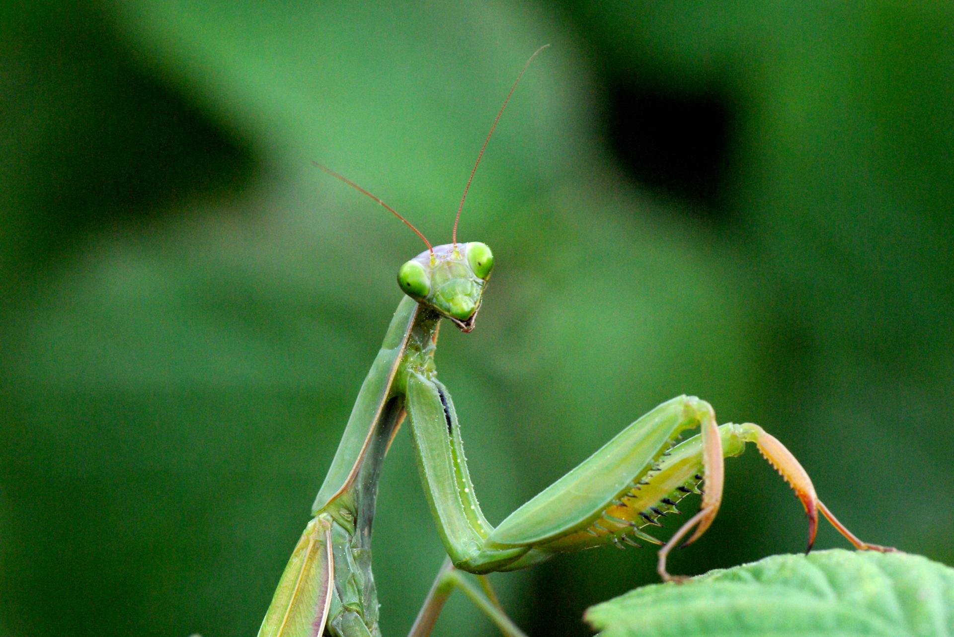 Mantis religiosa (Linnaeus, 1758) - Mante religieuse (femelle)